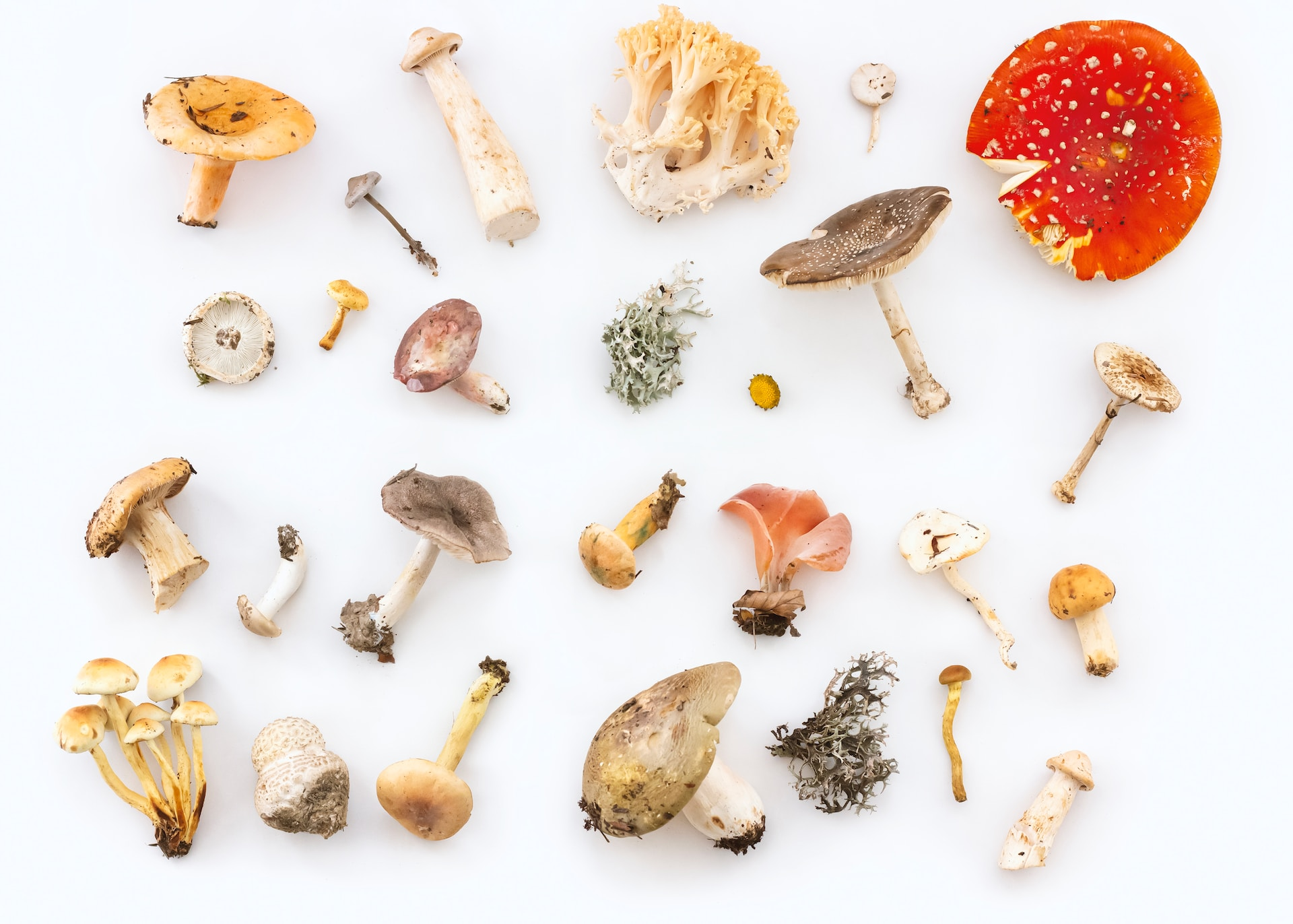 Different kinds of mushrooms