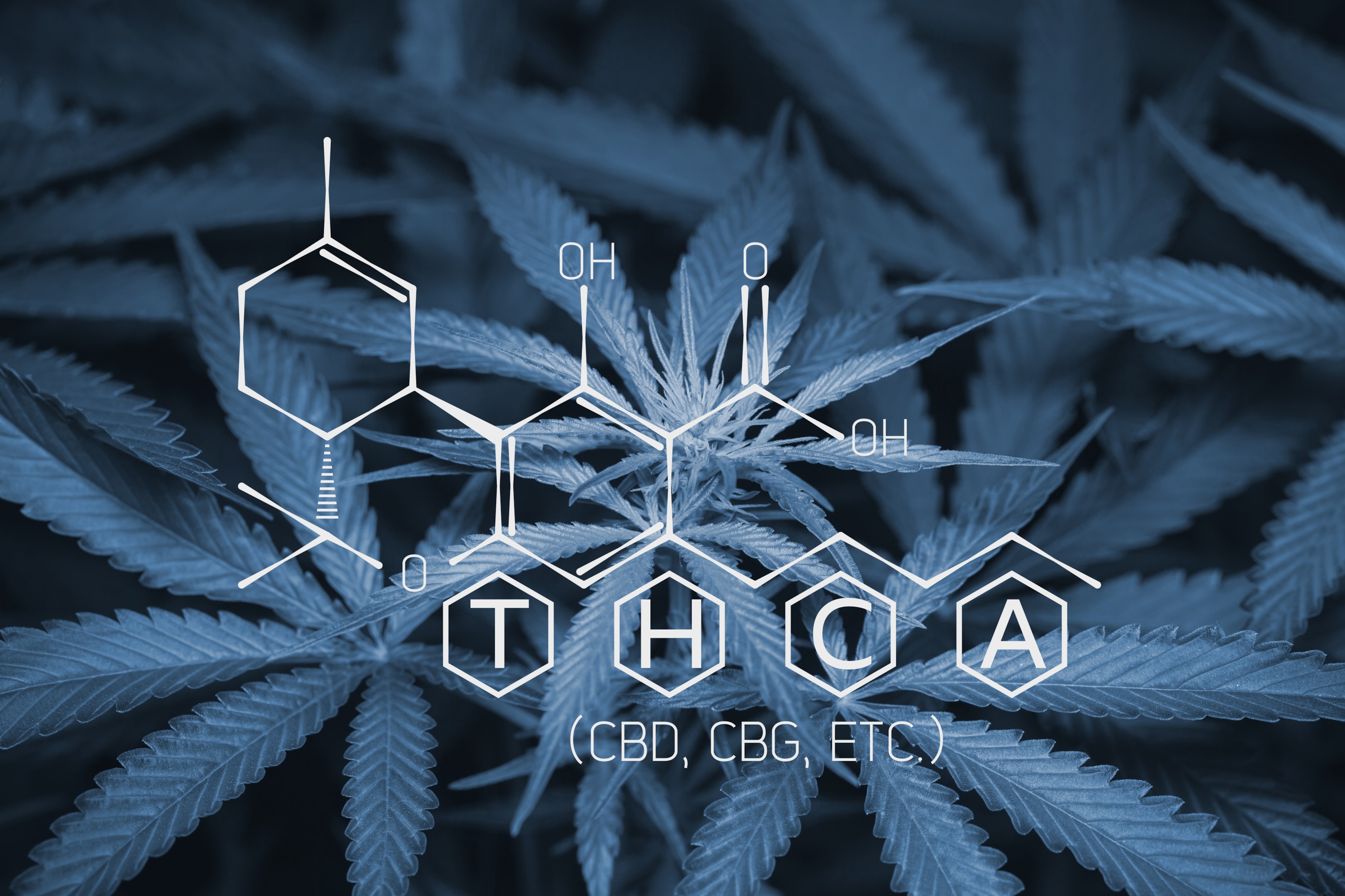 Understanding THCA Flower