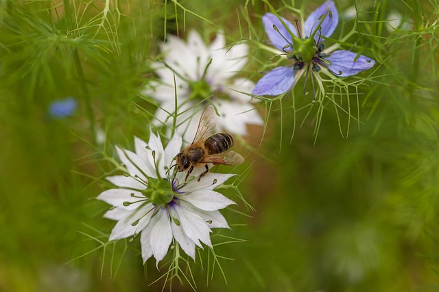 flower, honey bee, insect
