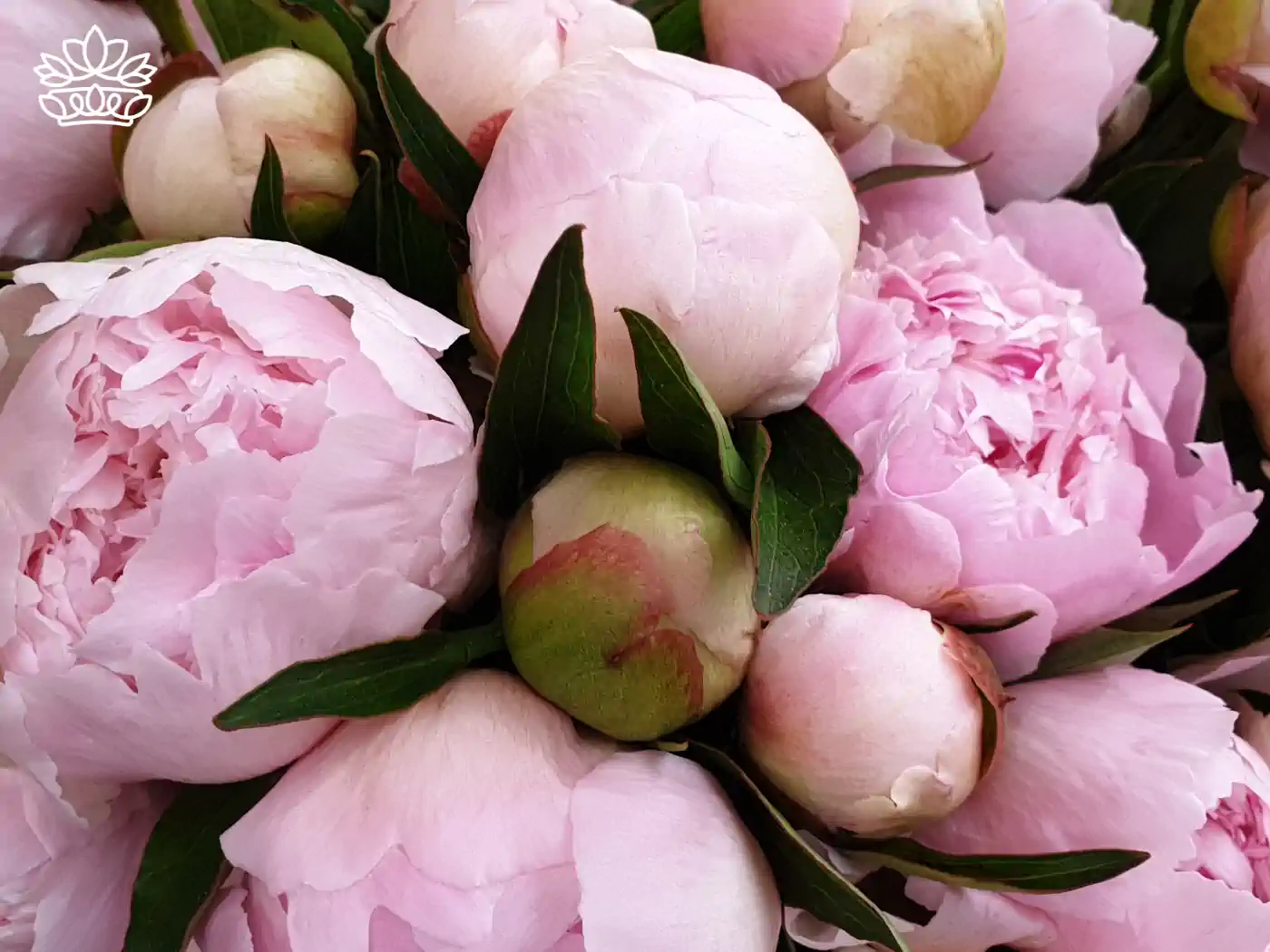 A close-up of lush pink peonies in full bloom. Fabulous Flowers and Gifts - Peonies Collection