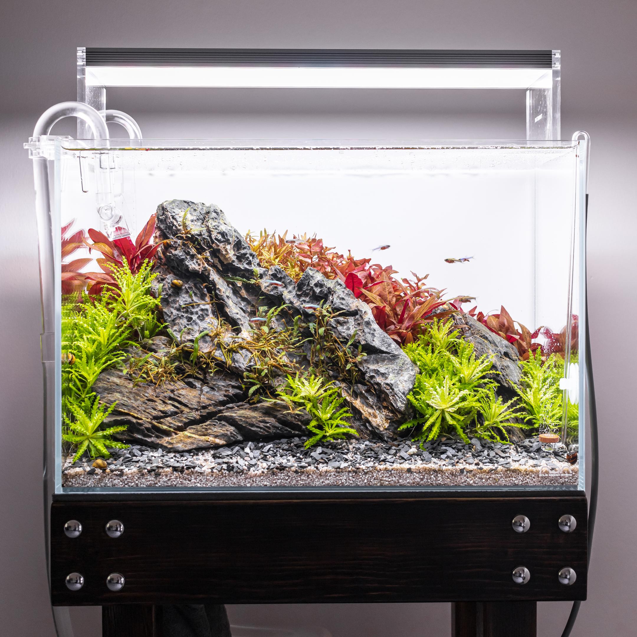 beautiful healthy planted aquarium