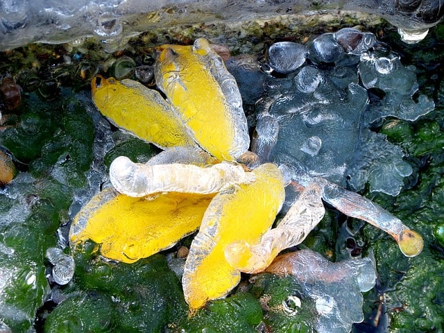 autumn, the first frost, frost, fallen leaves, ice, puddles, listopad, autumn leaf