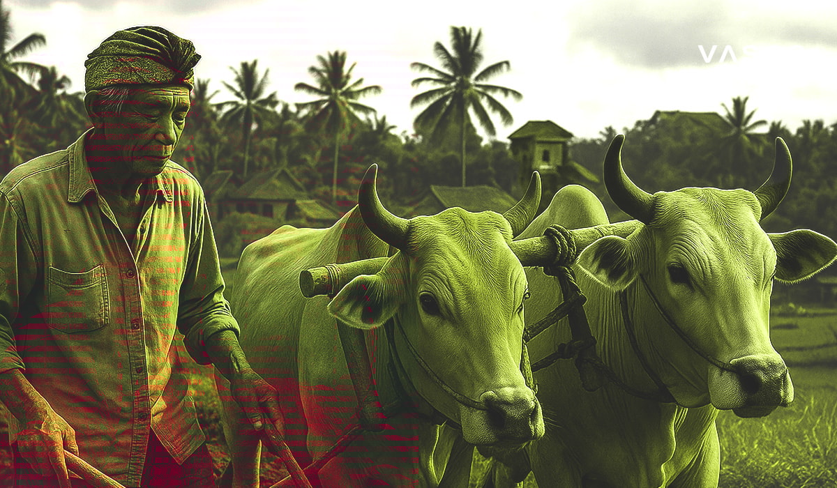 A local Balinese farmer working in a rice field with two oxen, showcasing traditional farming methods.