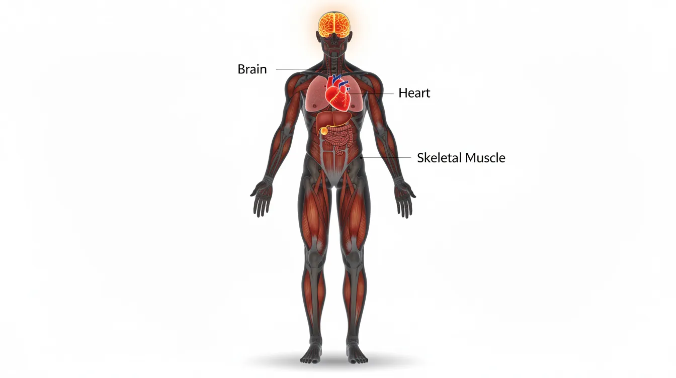The image depicts a silhouette of a human body with the brain, heart, and skeletal muscle highlighted, emphasizing the importance of cellular health and the role of compounds like quercetin in targeting senescent cells and promoting overall health. This visual representation illustrates the interconnectedness of various organs and their functions, particularly in relation to aging and senescence.