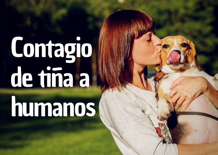 la tiña de perro se contagia a humanos