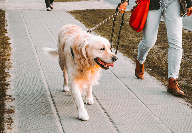 Dog walking is pretty chill. (Image Source: Andriyko Podilnyk on Unsplash.com)