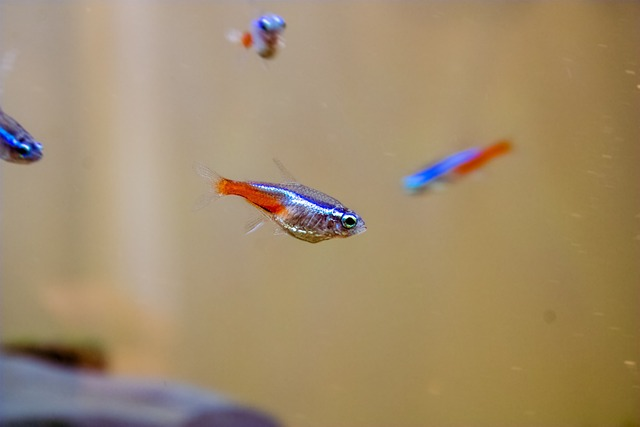 neon tetra, freshwater fish, fish