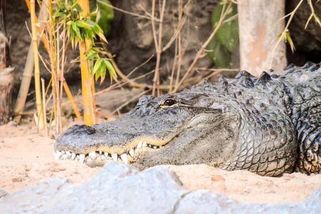 Exploring the Wildlife Diversity at Assam State Zoo | Discover Nature