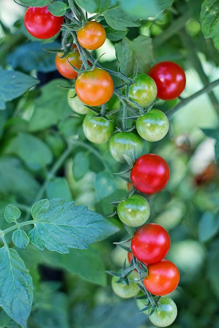 cherry tomatoes