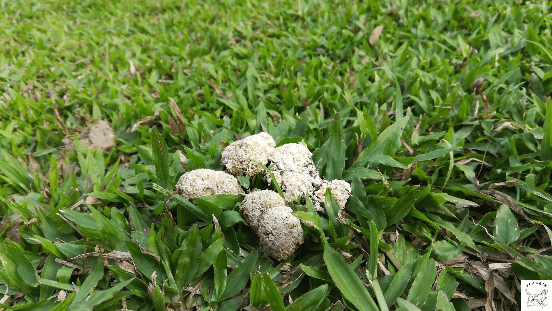 white specks in dog poop