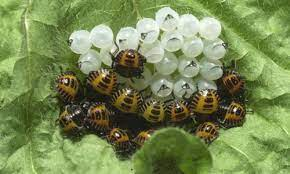 Brown Marmorated Stink Bug Identification & Scouting // Integrated Pest  Managment, University of Missouri