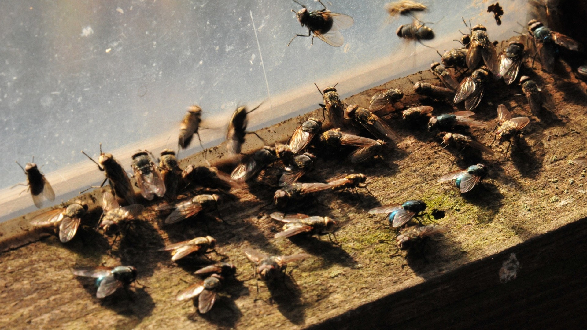 An image of a serious fly infestation alongside a window.