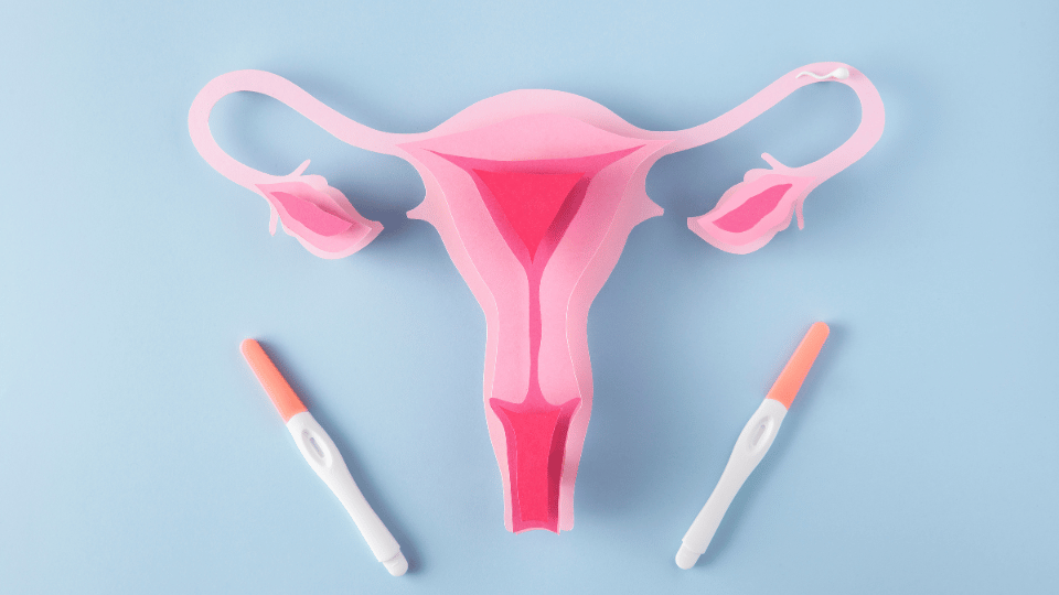 Fallopian tube and pregnancy