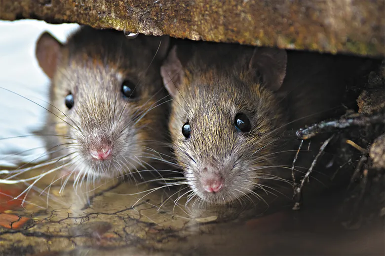 Understanding the Behavior of Mice A Comprehensive Guide