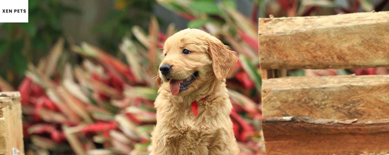 golden retriever puppy