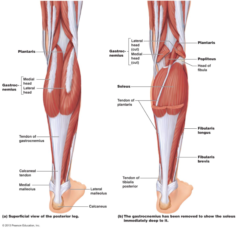 Depiction of the calf complex and the muscles and tendons.