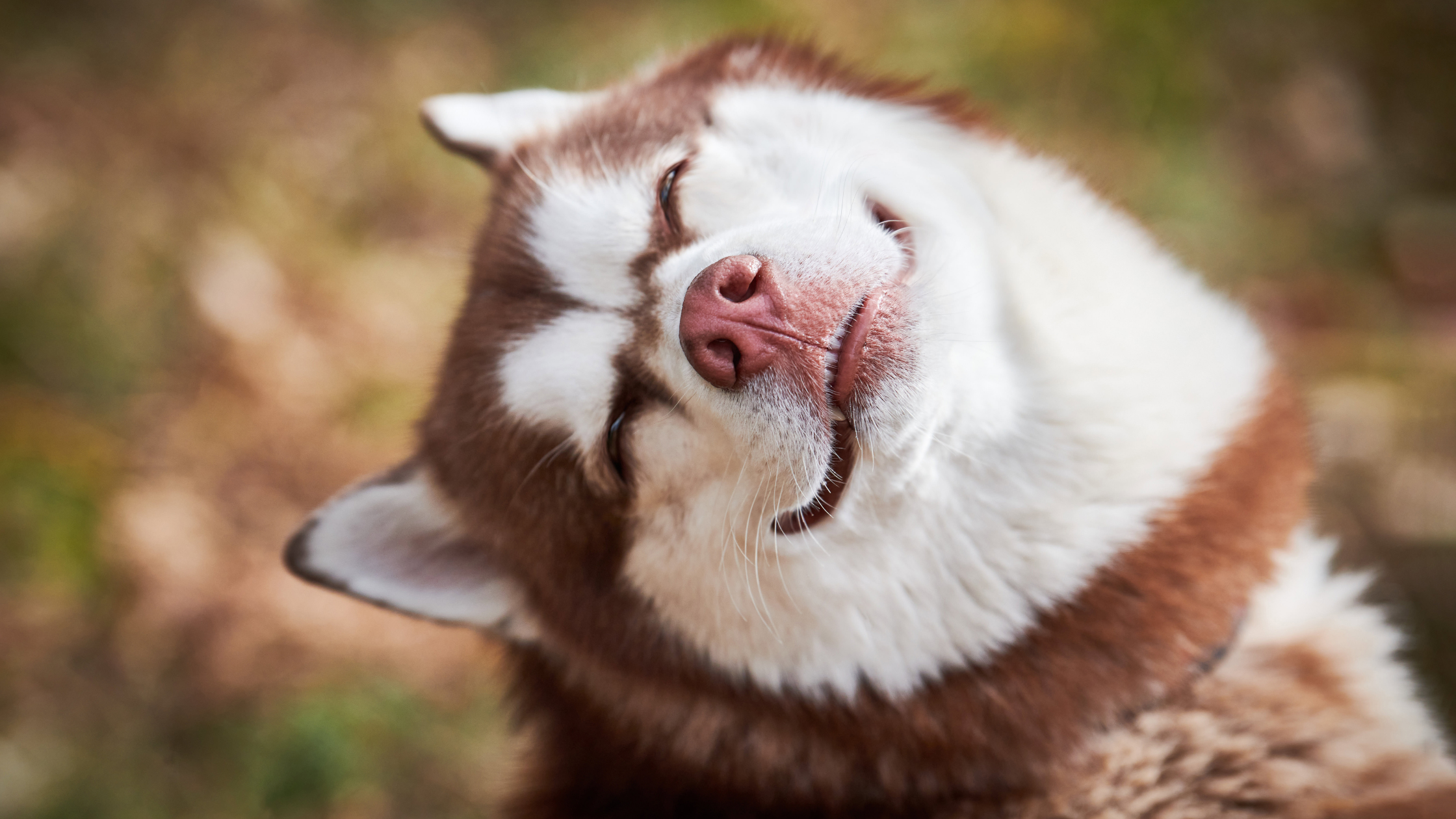A smiling Siberian Husky showing off their fun personalities