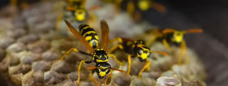 An image of wasps walking along their nest. 