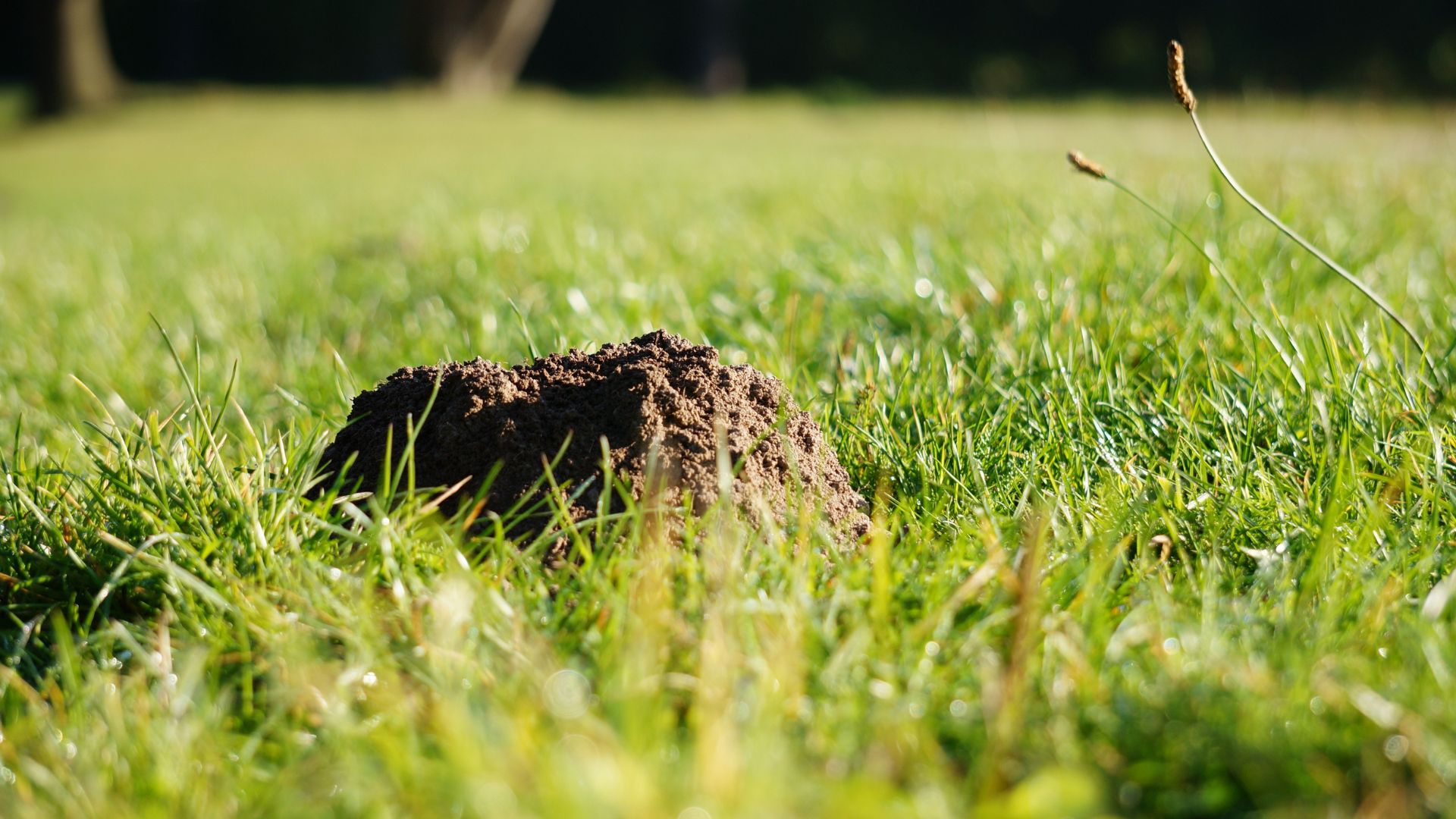 An image of a single molehill in a grassy field.