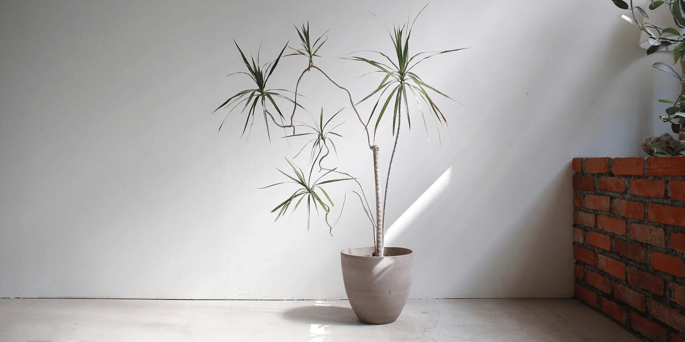 medium light, dragon tree dracaena