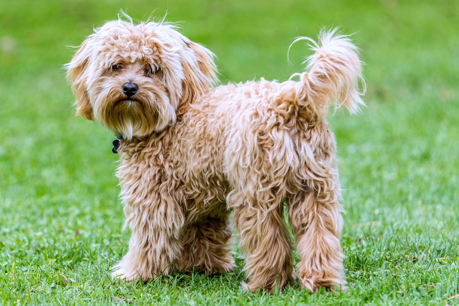 doodle dogs, poodle mixes