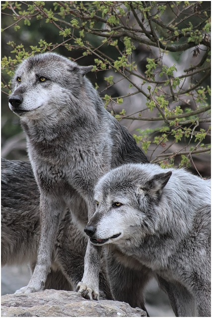 wolf, wolves, gray