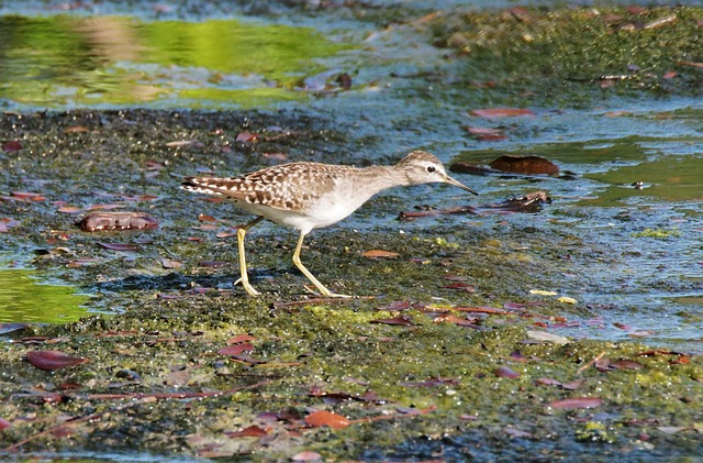 pectoral sandpiper, nature, water