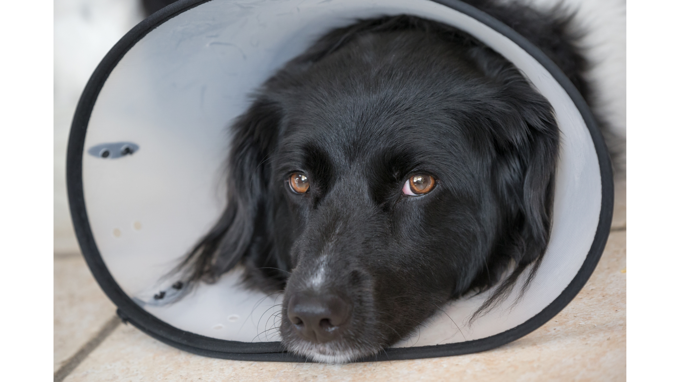 A Stabyhoun laying with his head in a protective cone