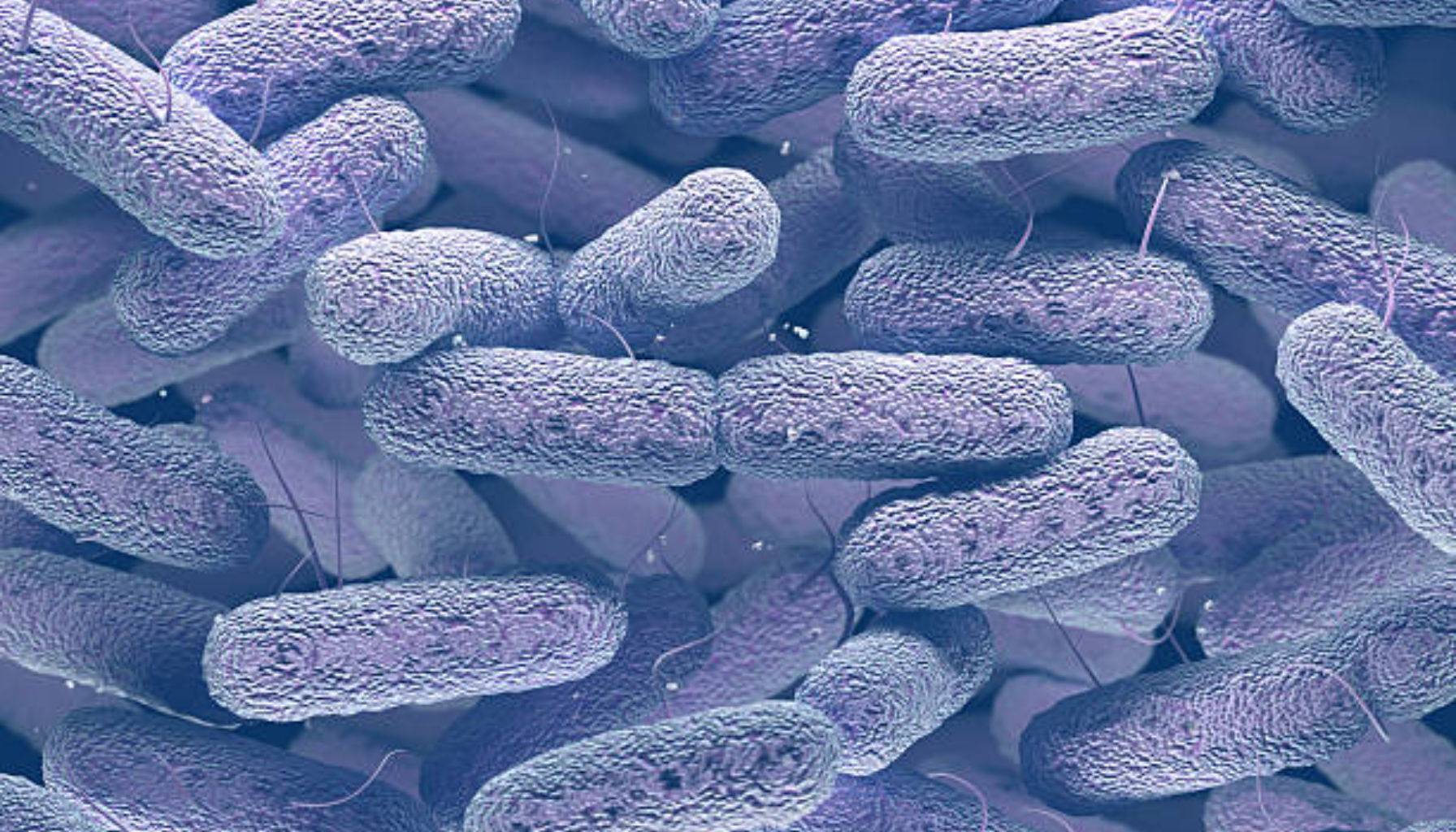 Nærbilde av stavformede bakterier under mikroskop.