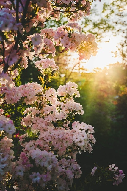 blooming, spring, garden, blossom, flower, nature, white, pink, petals, flower background, bloom, botanical, branch, beautiful flowers, sunny, tree, fresh, floral, natural, flower wallpaper, spring, spring, spring, spring, spring, garden, garden, flower, nature, floral