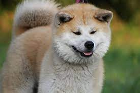 80+ Free Akita & Akita Inu Images - Pixabay