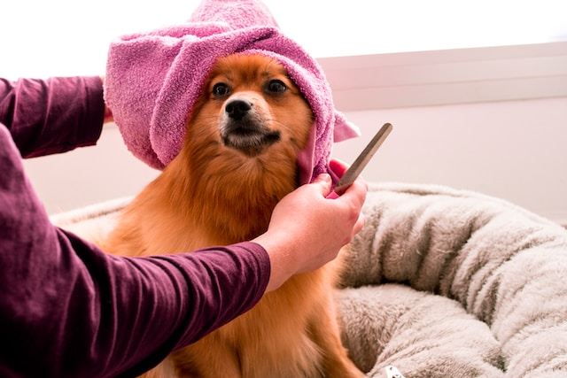 Brown Pomeranian Wearing Pink Towel