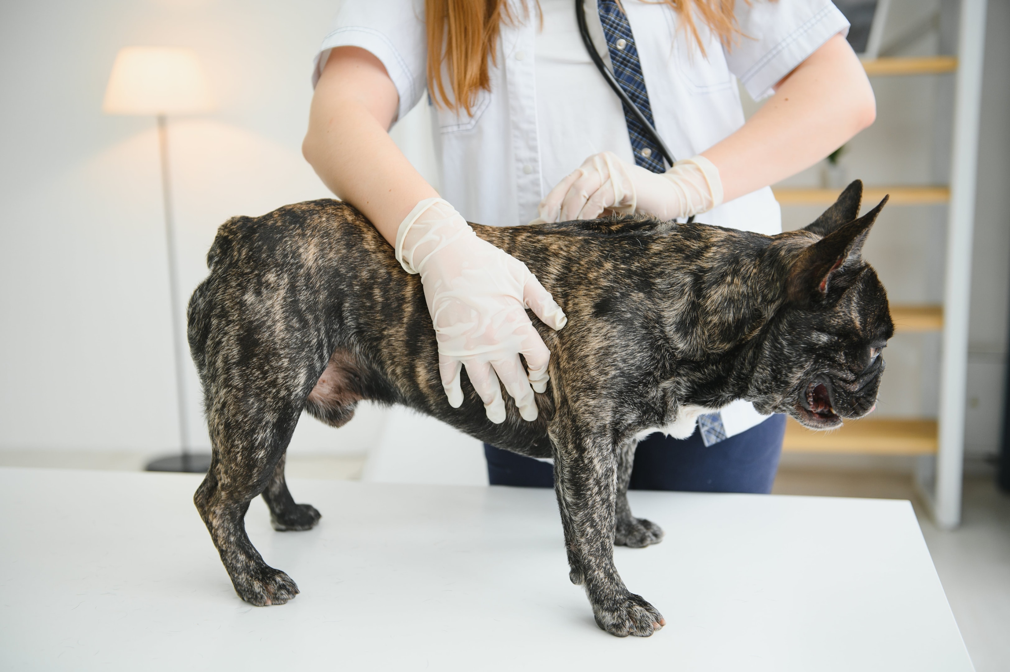 a person wearing gloves and a dog