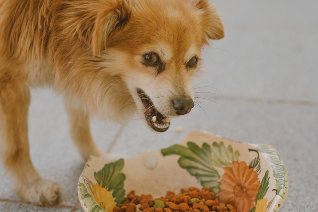 How to get your dog to eat slower best sale