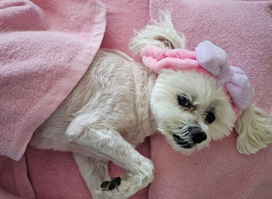 White fluffy dog lying on pink towels waiting for a dog massage