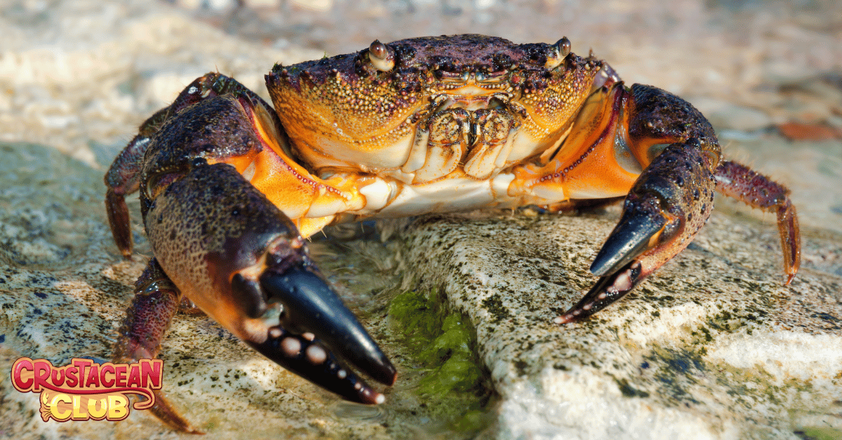 Stone crab 