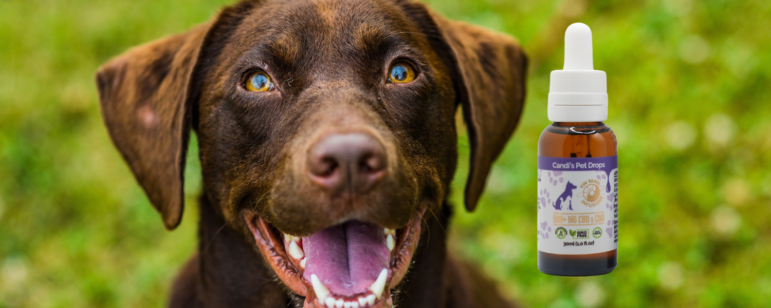 An image of a lab sitting and waiting patiently for his CBD oil