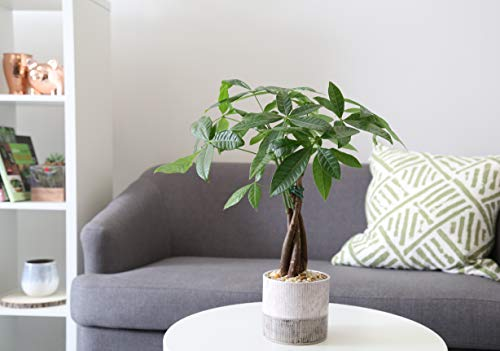 indoor tree types, Money Tree