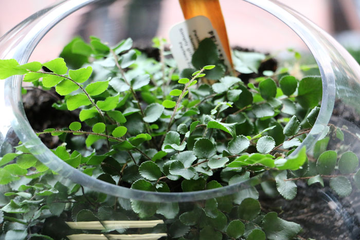 green leaves, best small terrarium plants, glass