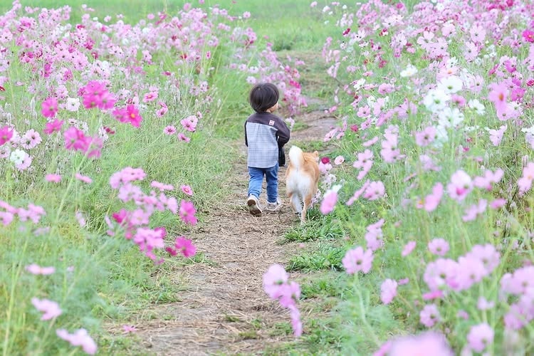 shiba inus get along well with children and kids. 