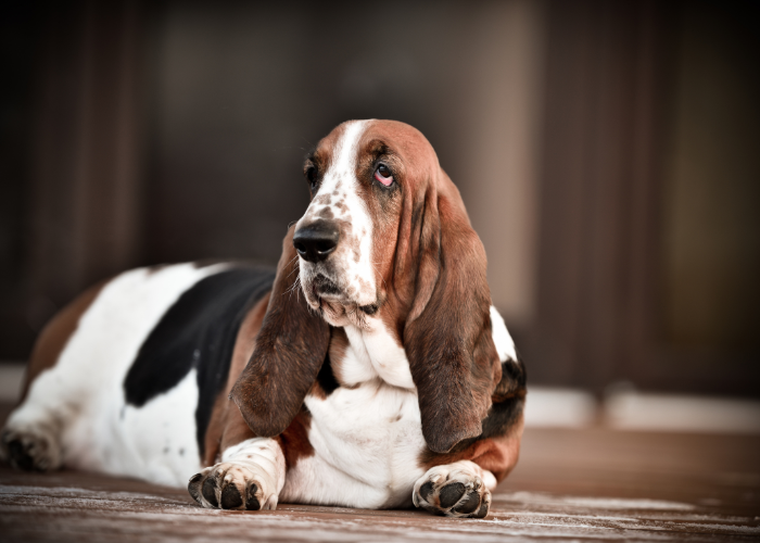 A Basset Hound dog with brown and white fur