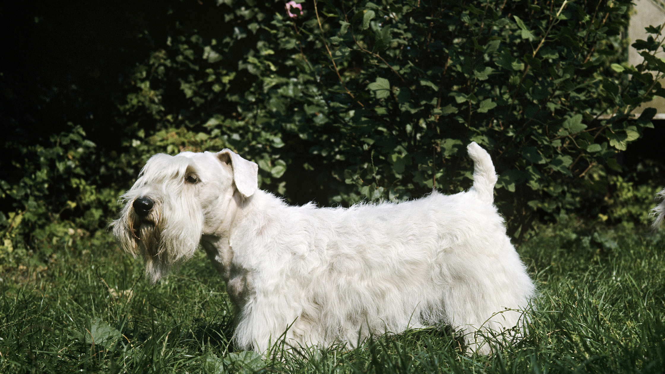 A side image of the Sealyham terrier in a grass yard
