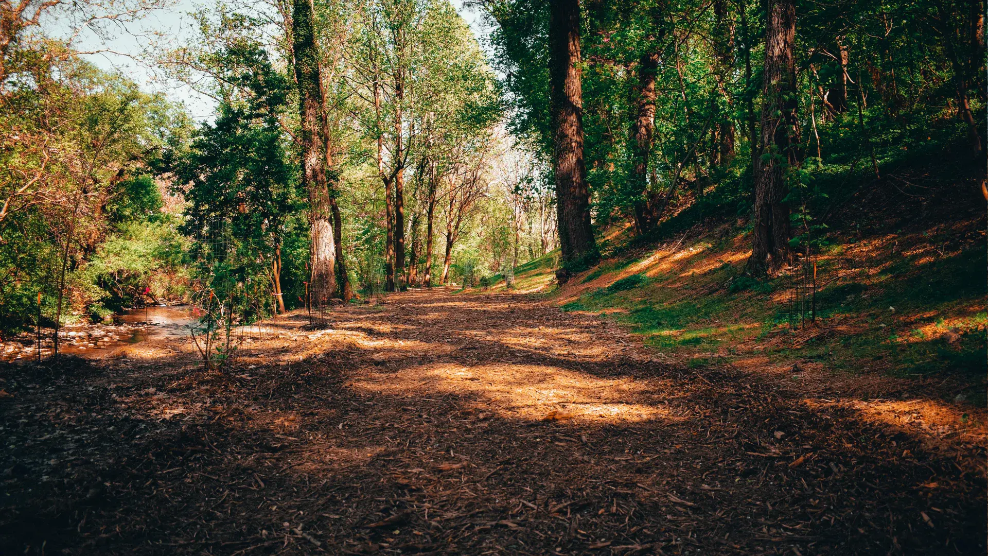 A natural forest trail with a wood chip footpath.