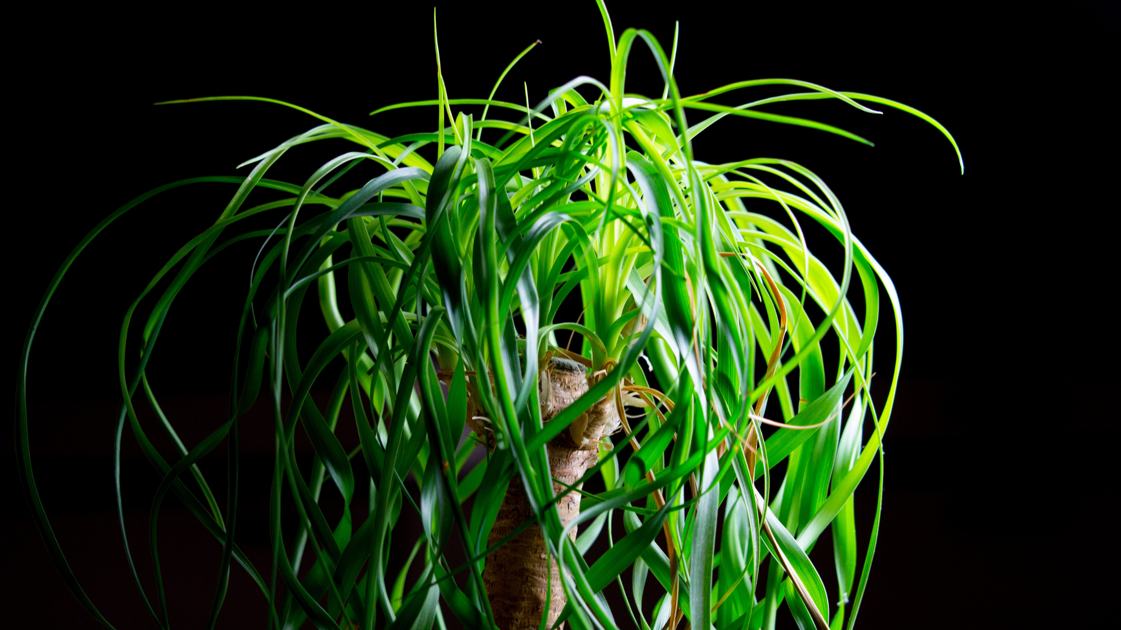 Ponytail palm