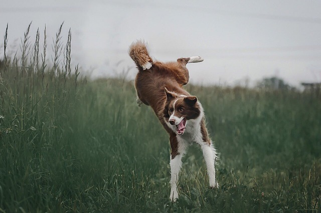 dog, border collie, breed
