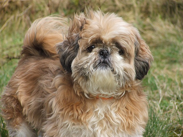 dog, shih tzus, animal, shih tzus, shih tzus personality, dog breed