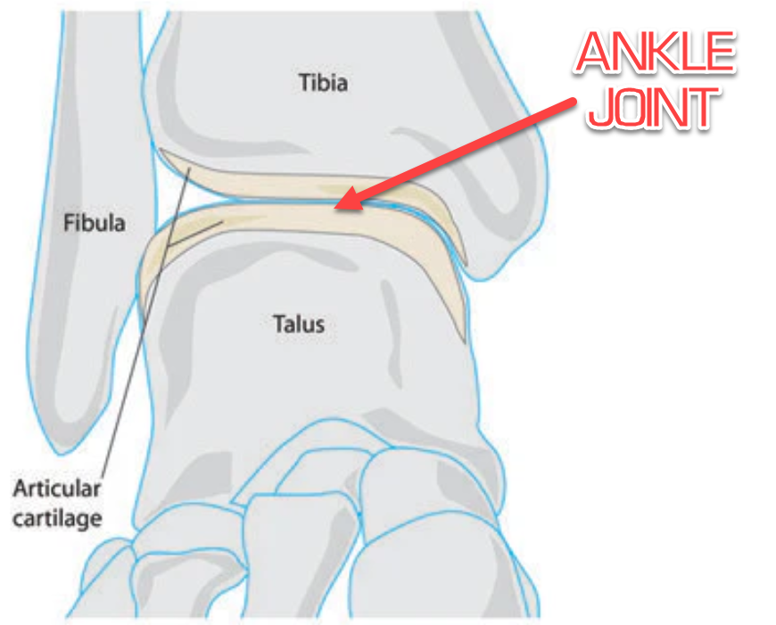 Ankle support is important for ankle protection in safety boots because the job is inpredictable.  Hiking shoes will often not cut it as they lack a protective toe box.