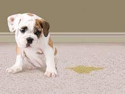 rug cleaning herndon va