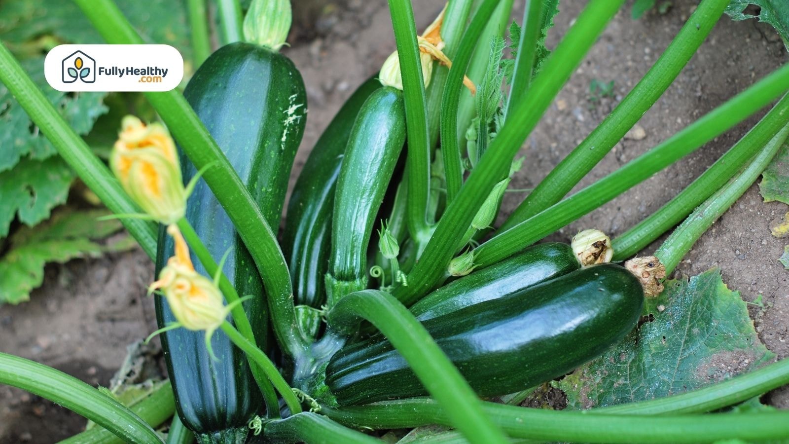Fresh zucchini growing on plant with flowers and green leaves