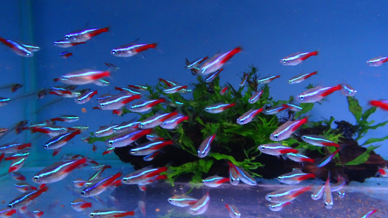 Neon tetra are one of the most commonly kept freshwater fish worldwide.